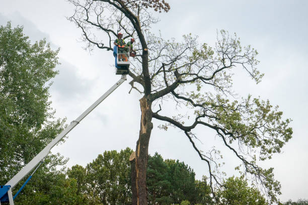 How Our Tree Care Process Works  in  Cypress Quarters, FL